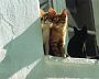 catsinthesun1.jpg