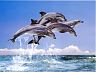 dolphins.jpg