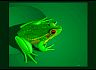 frog.jpg