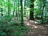 gardeninwoods3.jpg