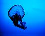 jelly1280x1024.jpg