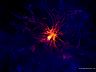 neuron.jpg