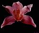 orchid.jpg