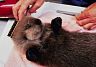 otter35.jpg
