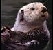 otter7.jpg