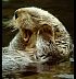 otteryawn.jpg