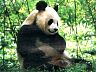 panda.jpg