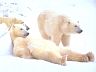 polarbears.jpg