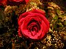 rose1.jpg