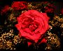 rose2.jpg