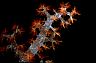 softcoral.jpg