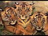 tigers.jpg