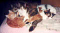 scan17.jpg