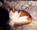 scan18.jpg