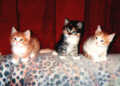 scan19.jpg