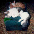 scan20.jpg