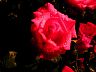 v027.jpg